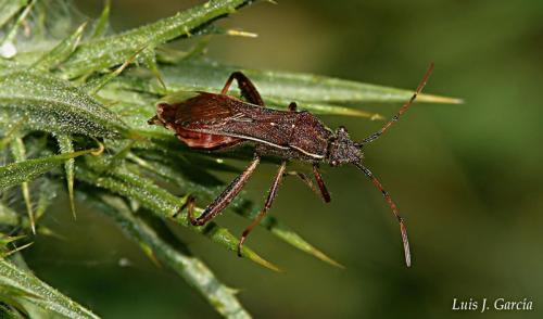 Camptopus lateralis