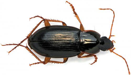 Calathus micropterus