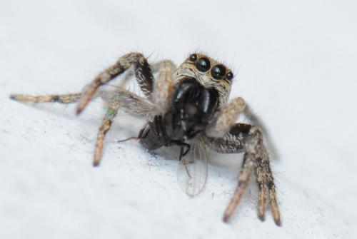 Salticus sp.