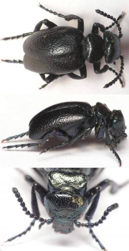 Meloe brevicollis