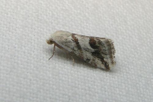 Eublemma candidana
