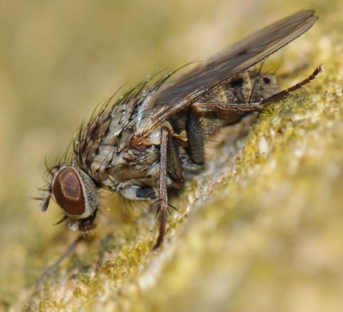 Lispocephala sp.