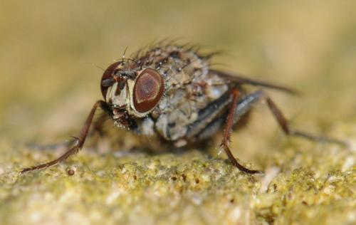 Lispocephala sp.