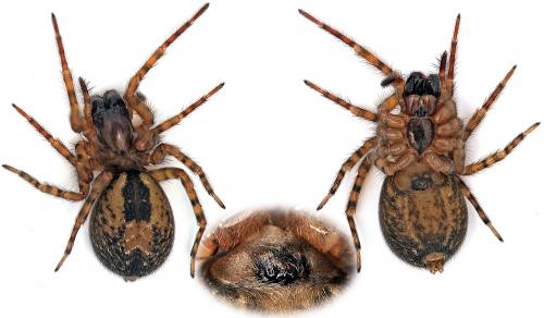 Amaurobius sp.