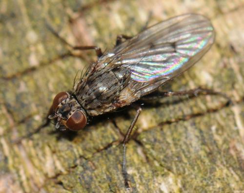 Lispocephala sp.