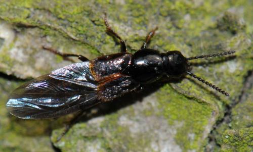 Quedius cinctus
