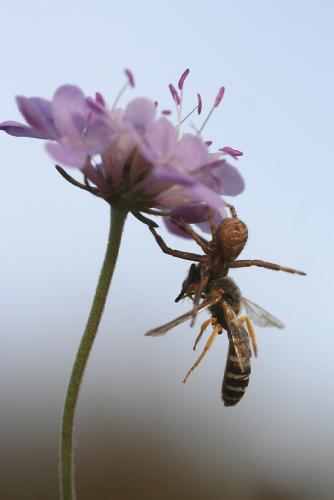 Xysticus sp.