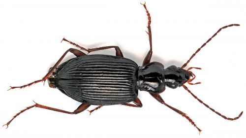 Réf. 42 832 : Platynus assimilis