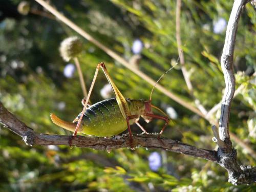 Barbitistes sp.