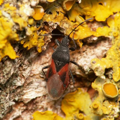 Réf. 42 117 : Oxycarenus lavaterae