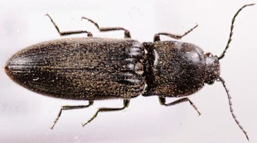 Hemicrepidius hirtus