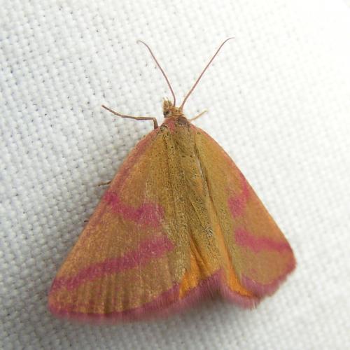 Réf. 42 184 : Lythria purpuraria