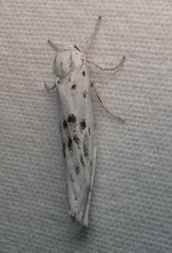 Coscinia cribraria