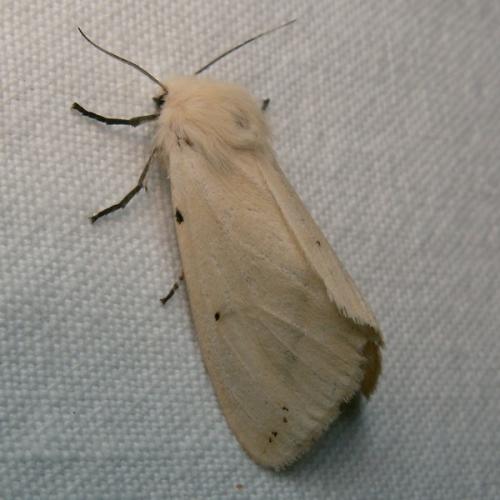 Spilosoma lutea