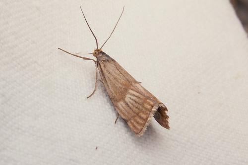 Réf. 42 368 : Chrysocrambus linetella