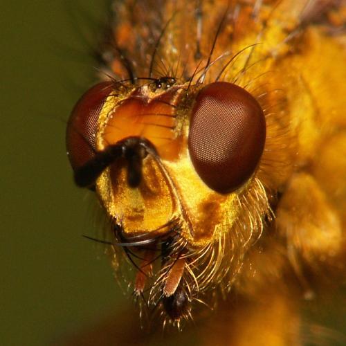 Scathophaga stercoraria