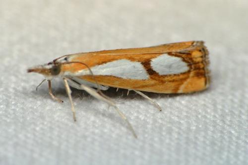 Réf. 42 187 : Catoptria pinella