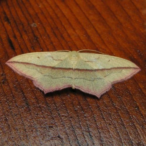 Réf. 42 181 : Timandra comae