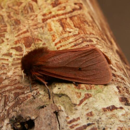 Réf. 42 038 : Phragmatobia fuliginosa