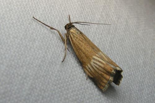 Réf. 42 367 : Chrysocrambus linetella