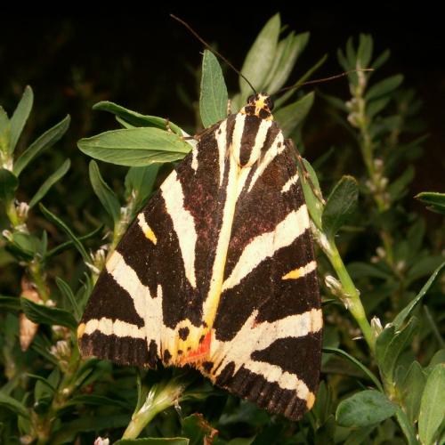 Euplagia quadripunctaria