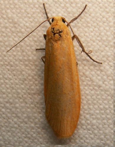 Réf. 42 033 : Eilema sororcula