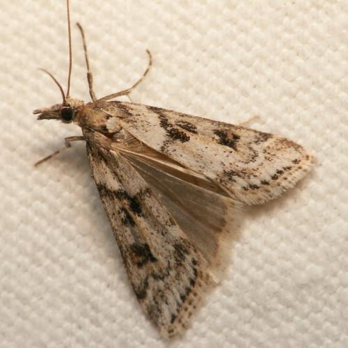 Réf. 42 109 : Eudonia angustea