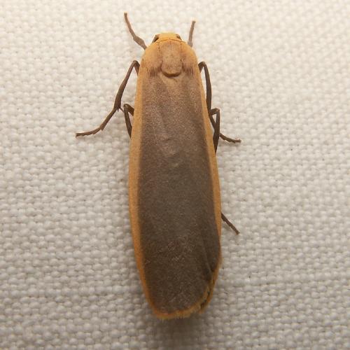 Eilema depressa