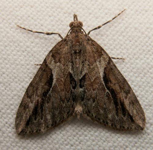 Réf. 42 185 : Thera cupressata