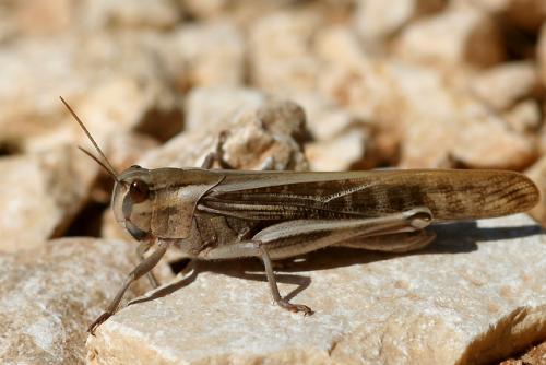 Réf. 42 961 : Locusta migratoria