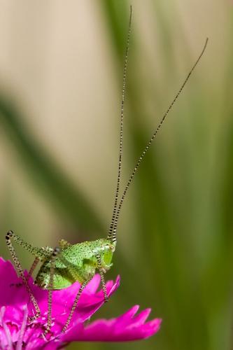 Leptophyes punctatissima