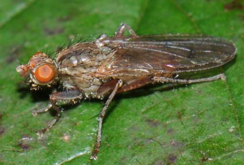 Scathophaga sp.