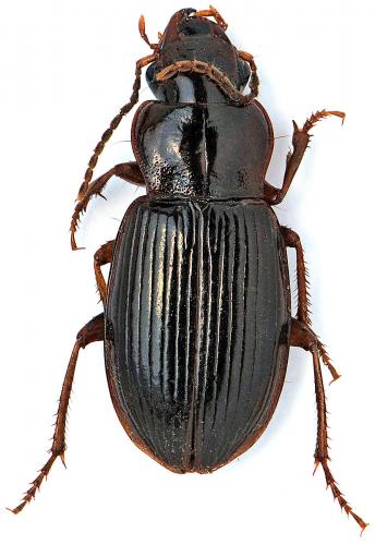 Réf. 42 842 : Trichotichnus sp.