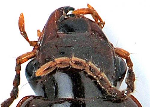 Réf. 42 844 : Trichotichnus sp.