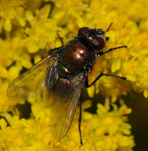 Réf. 42 070 : Neomyia viridescens