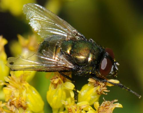 Réf. 42 068 : Neomyia cornicina
