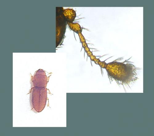 Réf. 42 494 : Anommatus sp.