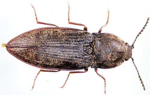 Prosternon tessellatum