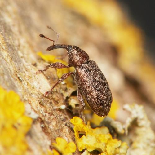 Réf. 42 134 : Dorytomus sp.
