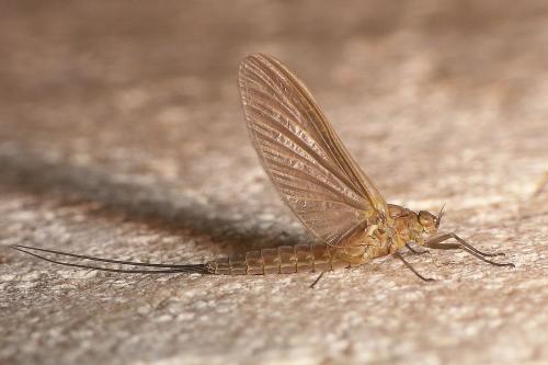 Cloeon sp.