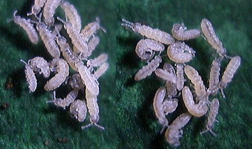 Proisotoma sp.