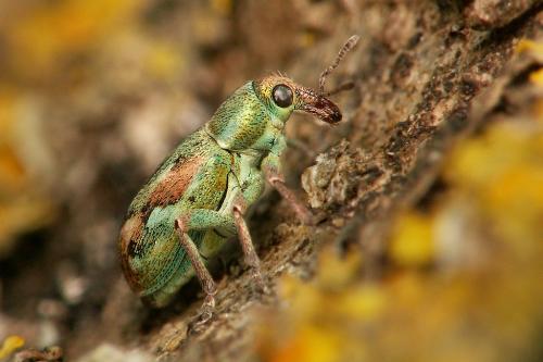 Réf. 42 067 : Coniatus tamarisci