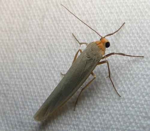 Réf. 42 032 : Eilema caniola