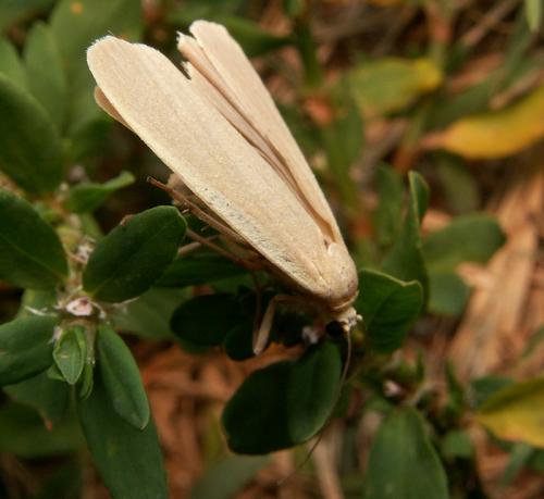 Eilema depressa