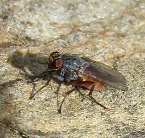 Réf. 42 169 : Lispocephala brachialis