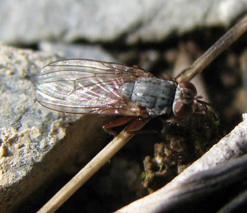 Réf. 42 168 : Lispocephala brachialis