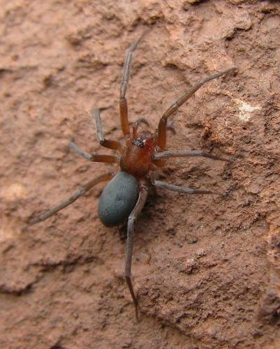 Réf. 42 383 : Mesiotelus sp.