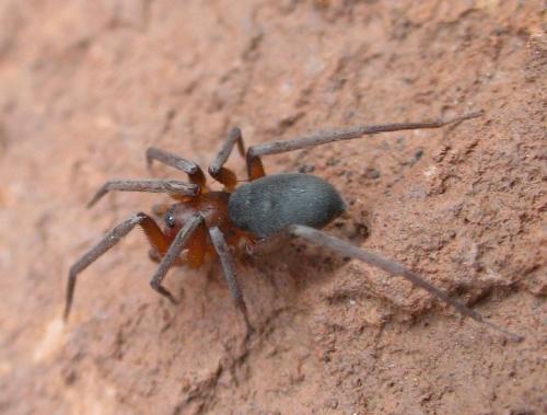 Réf. 42 384 : Mesiotelus sp.