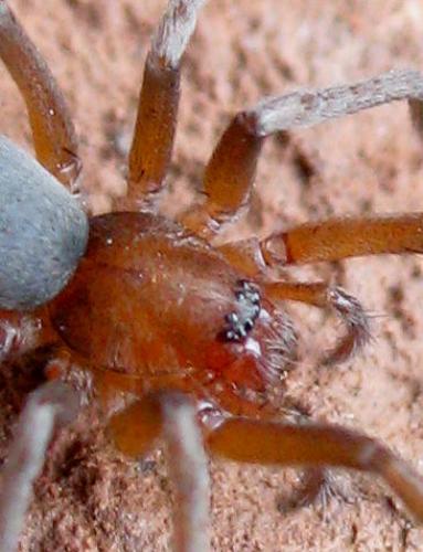 Réf. 42 385 : Mesiotelus sp.