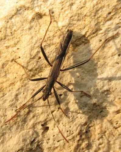 Réf. 42 574 : Micrelytra fossularum